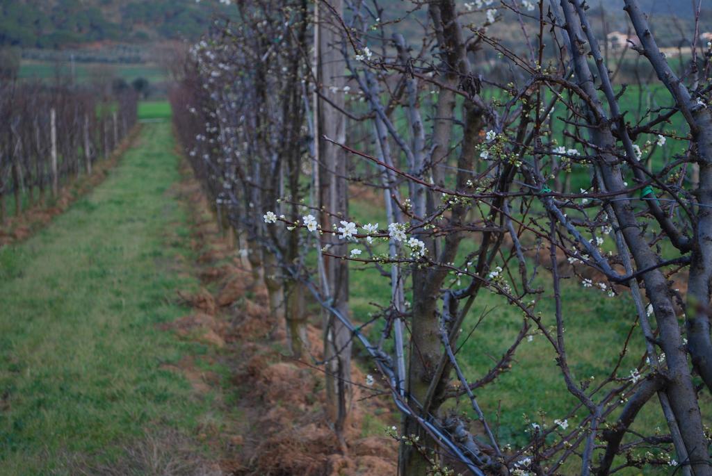 Agriturismo Val Di Nappo Кастильоне дела Пеская Екстериор снимка