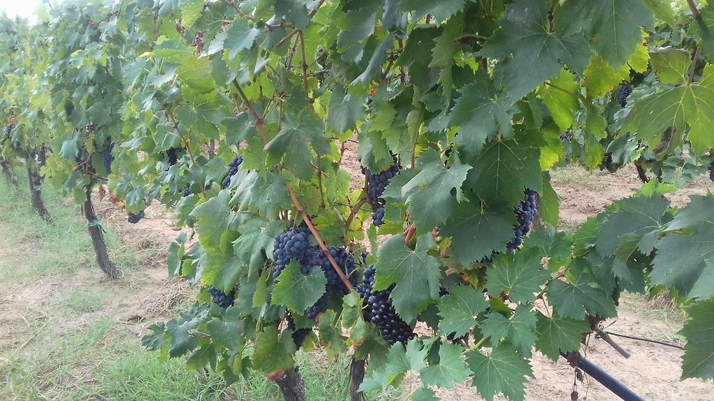 Agriturismo Val Di Nappo Кастильоне дела Пеская Екстериор снимка